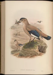 Podoces hendersoni